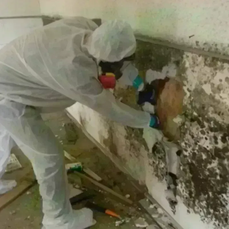 Mold Remediation and Removal in Sarasota, FL